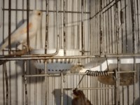 Her Tür Kanarya Vardır