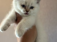 British shorthair blue point yavru kediler