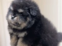 Ayı Surat Pomeranian Boo Son Erkek Yavrumuz