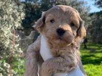 Maltipoo yavrularımız