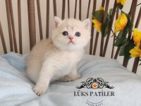 Altın Parlaklığında Golden British Shorthair