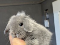 Safkan Tavşanlar Her Otogara Gönderilir