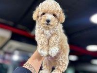 Orjinal Poodle Yavrumuz