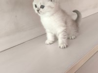 Scottish Lynx Point Dişi Kedimiz