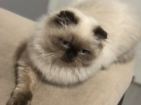 Sevimli Scottish Fold Kedisi