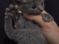 Kedimiz yeni sütten kesildi