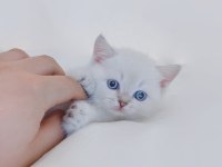 British Shorthair Köpekleri