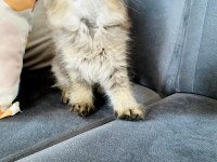 British Shorthair Ve Longhair Safkan Yuvarlak Kafa Bebekler