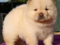 Çin aslanı köpeği yavruları