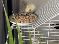 Dişi Lutino Sultan Papağanı Kafesiyle Beraber