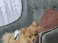 Eğitimli Pomeranian Köpeği