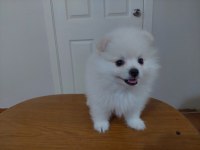 2.5 Aylık Pomeranian Boo/Güney Kore Üretimi/Karne Ve Mikro Çipi Size Ait Olacaktır