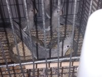 Yeni Yeme Düşen Sultan Papağanlar