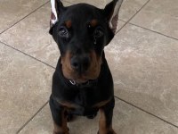 Sağlık Ve Irk Garantili Doberman Köpekleri