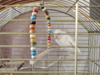 Acil Satılık Albino Cennet Papağanı