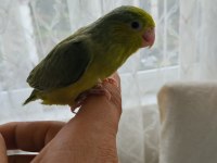 El Besleme Bebek Forpus
