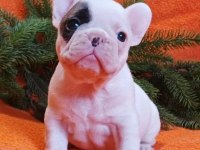 A kalite fransız bulldog yavrularımız