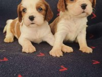 Sağlıklı cavalier king charles yavruları