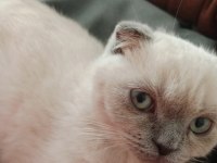 2 Buçuk Aylık Yavru Kedimiz