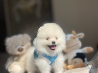 Ayı Surat Pomeranian Boo Köpeklerimiz