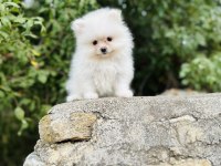 Ruhsatlı işletmeden her renk pomeranian boo