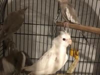 Yavru Sultan Papağanları 4-5 Aylık