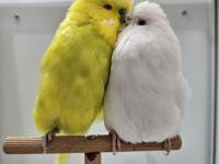 Yeni Eşleme Show Jumbo Ve Jumbo Çift Muhabbet Kuşlar