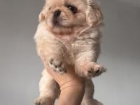 A Kalite Pekinez Minyatür