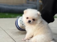Pomeranian erkek yavruları