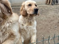 Golden Retriever Cinsi Sevimli Kızımıza Yeni Bir Yuva Arıyoruz