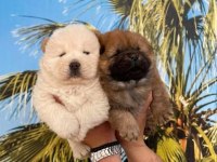 Irk ve sağlık garantili mor dil chow chow bebekler