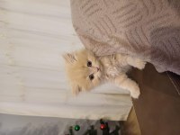 İlan kaldırılmıştır.