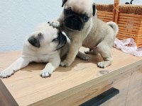 Pug mops bebekler