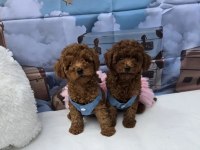 Mükemmel Poodle Bebekleri