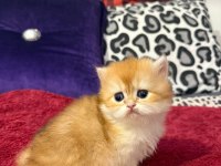 Mükemmel Güzellikte Dişi British Longhair Golden