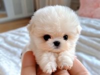 Maltipoo Cinsi