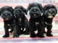 Yavru Minyatür Schnauzer