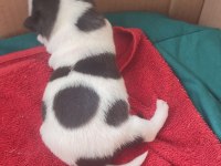 Sahiplendirilecek Chihuahua