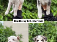 Orijinal Safkan Husky Yavrularımız Yeni Evlerini Arıyor