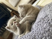 British Shorthair Lilac