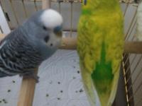 Çift Mutasyon Muhabbet Kuşu