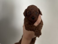 Dark brown teacup poodle aşılı