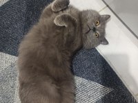 5 Yaşındaki British Longhair Oğlumuza Yeni Yuva Arıyoruz