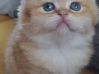 Golden british shorthair dişi yavrular