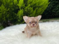 Xs mini dişi erkek chihuahua bebeklerimiz