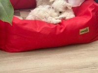 Sağlıklı Ve Sevecen Maltese Yavrumuz