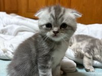 British Ve Scottish Shorthair Kediler