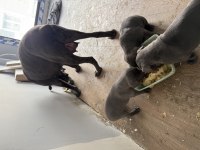 40 Günlük Şecereli Safkan Cane Corso