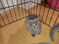 2 Adet Dişi British Shorthair Yavrular