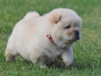 Mükemmel Kalite Chow Chow Köpeği Yavruları
